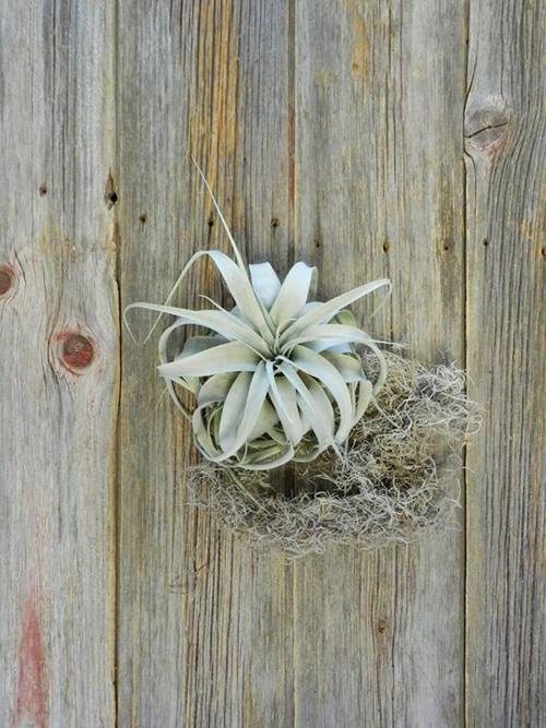 XEROGRAPHICA 8 AIRPLANT